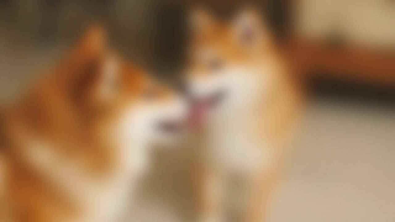 Hvorfor er min Shiba Inu aggressiv over for andre hunde? Årsager og løsninger