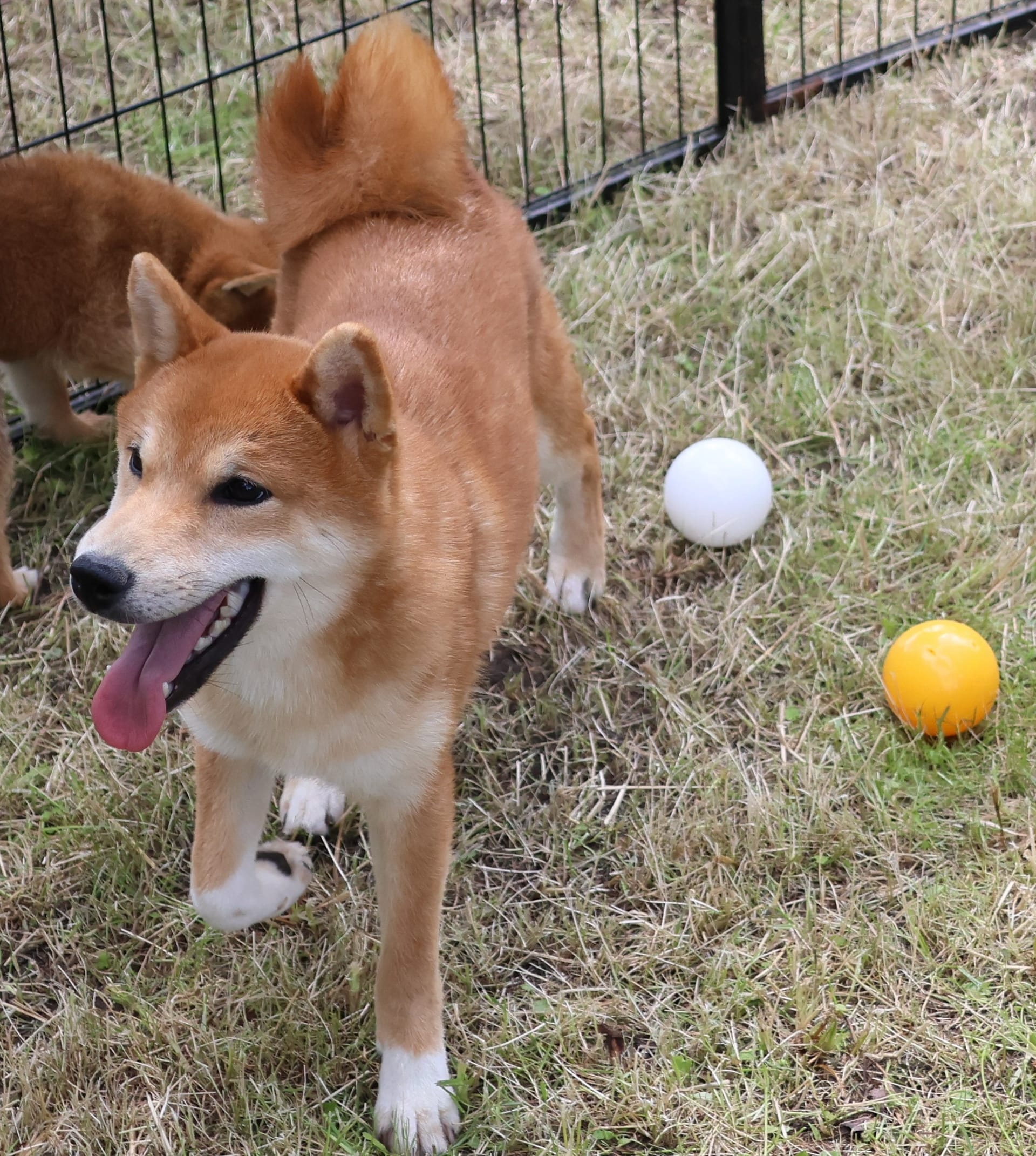 Red Shiba Inu Puppy — Eitaro