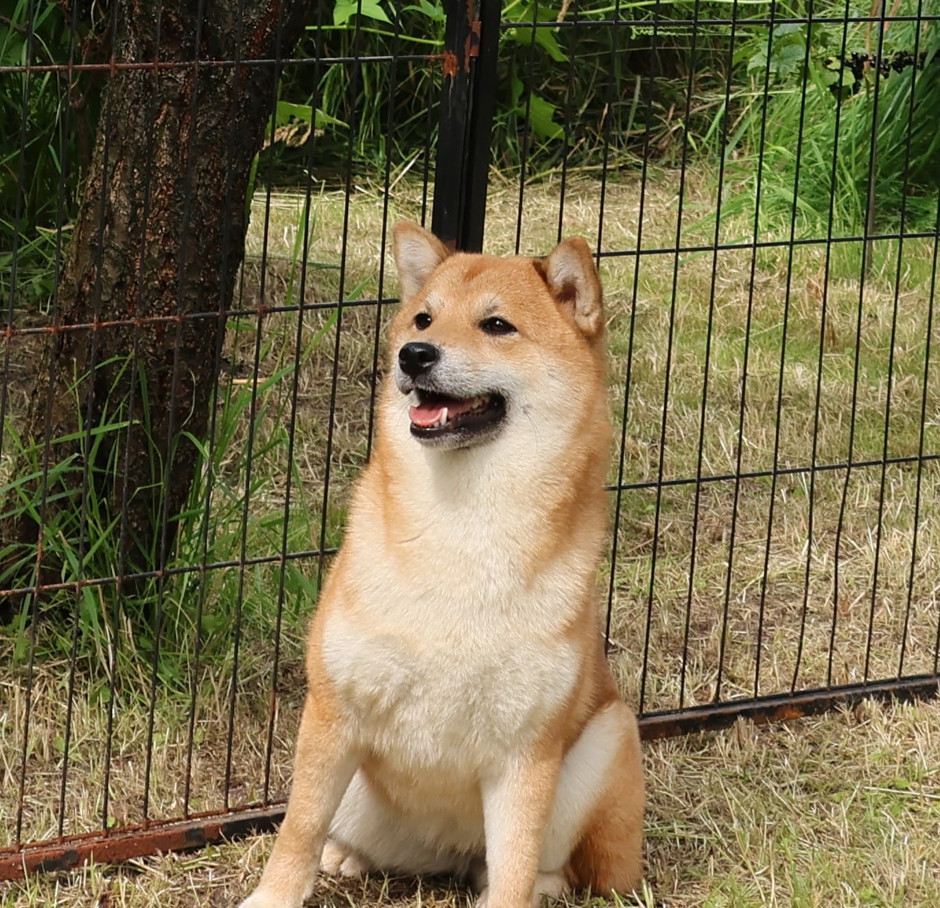 Shiba Inu