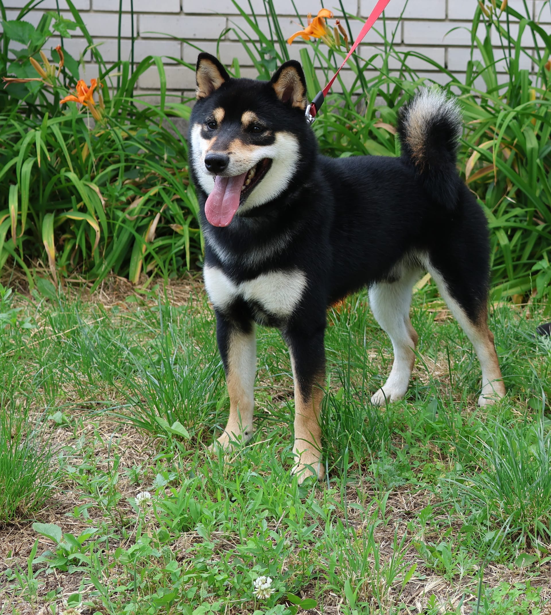 Black and tan Shiba Inu  Male — Akihiro