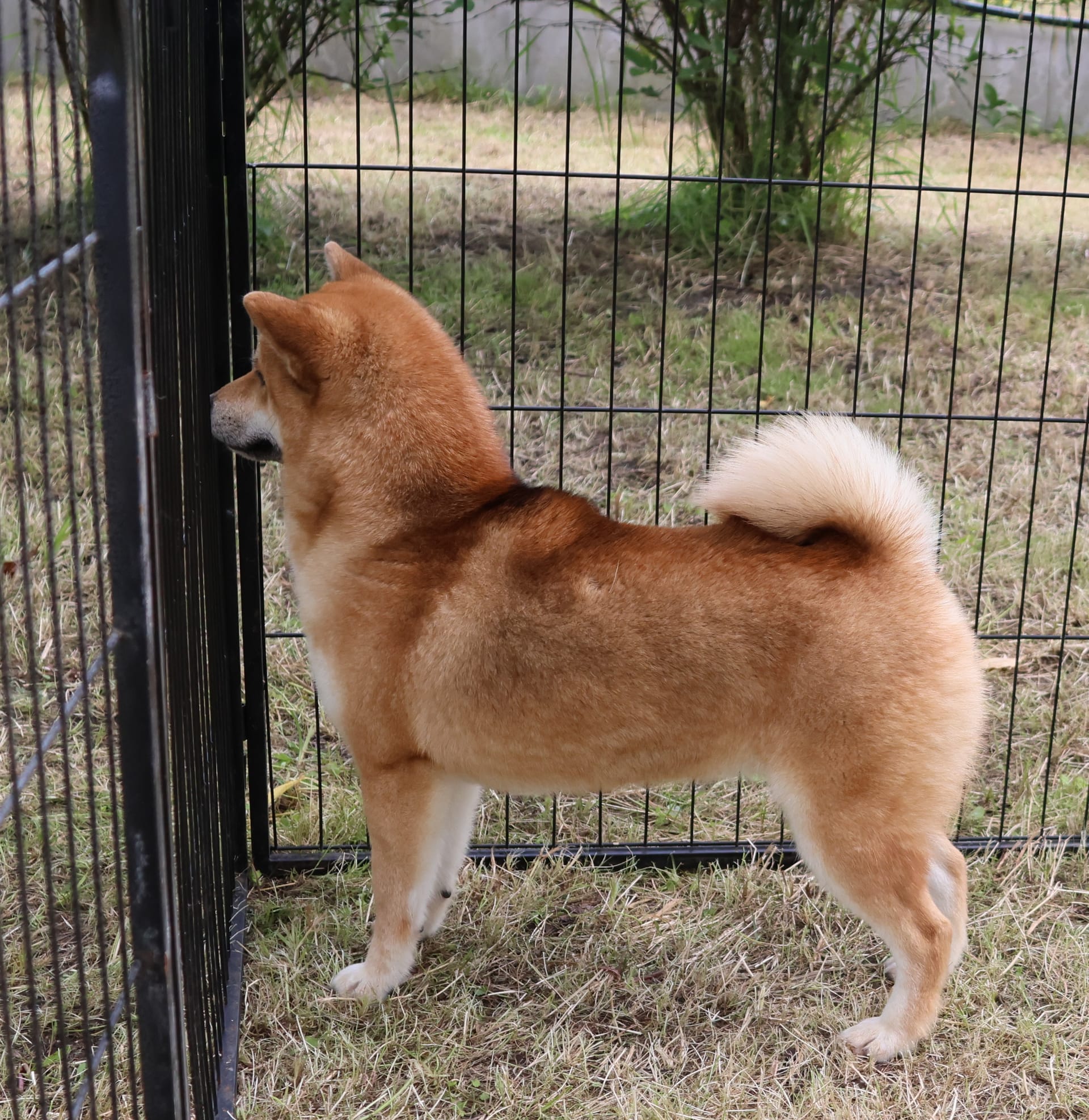 Red Shiba Inu Female  — Daiki